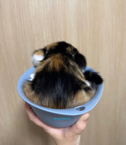ミニボウルに入る子猫の背中