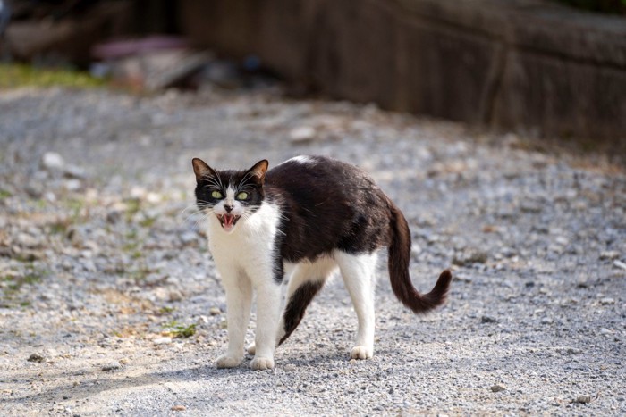 威嚇する野良猫