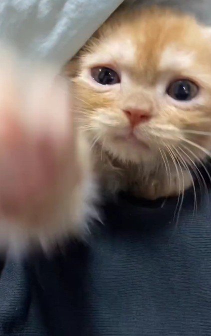 猫パンチを繰り出す子猫
