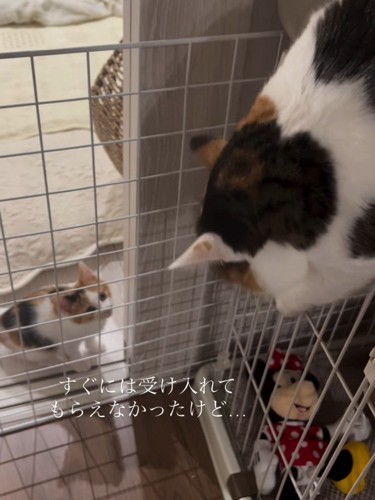上から威嚇される子猫