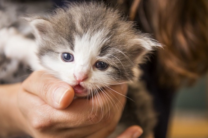 抱かれる子猫