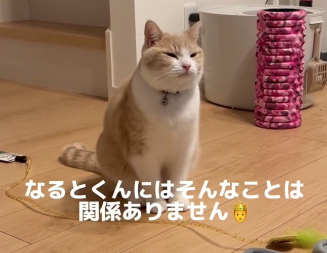 目を細める猫