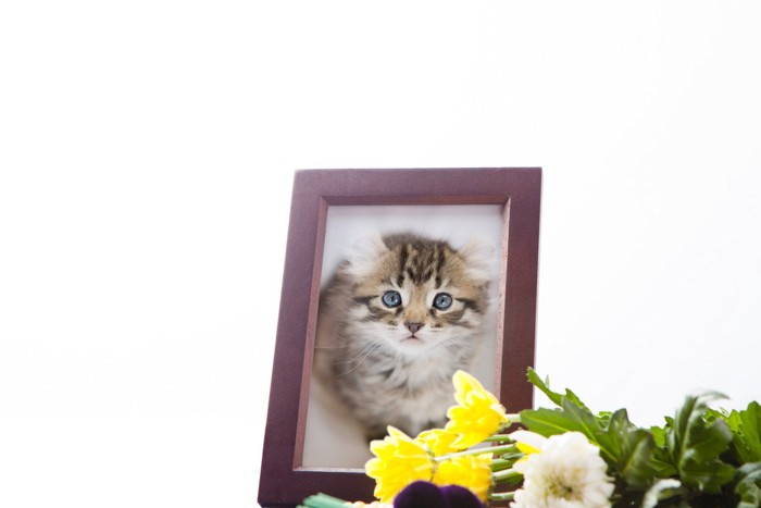 猫の遺影