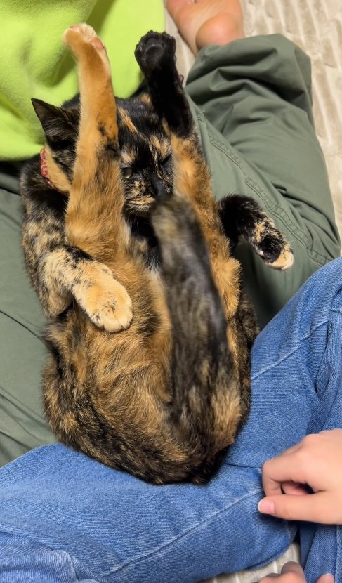 尻尾がブレている二つ折りになった猫