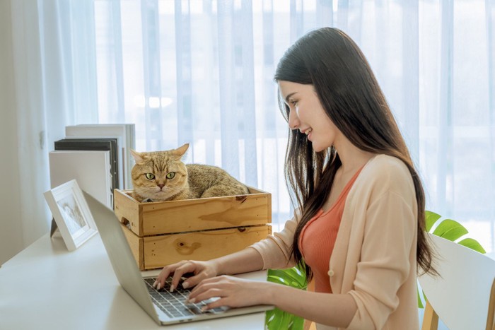 仕事中の女性の近くにいる猫