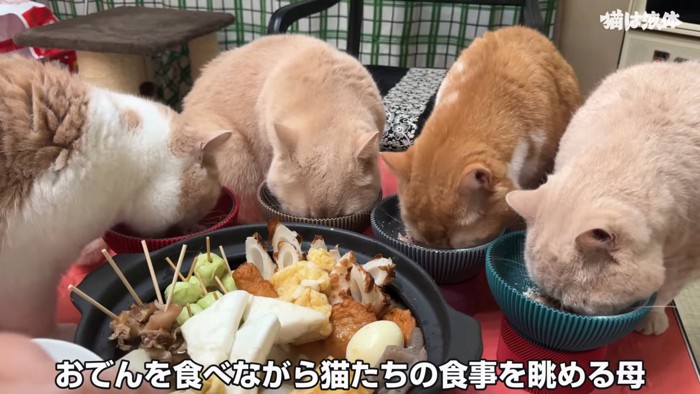 食事をする猫たち