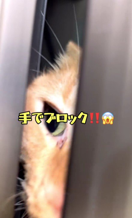 ドアから顔を出す猫