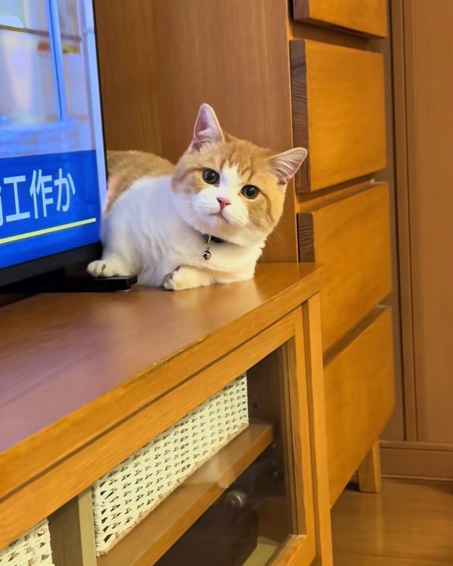 視線に気づいた子猫