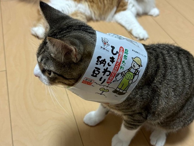 納豆のパッケージを首にくぐらせたキジ白猫