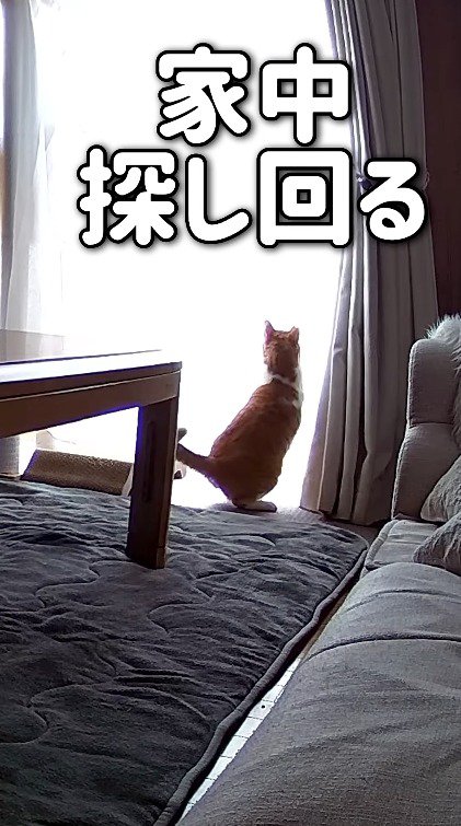 窓の外を見る猫