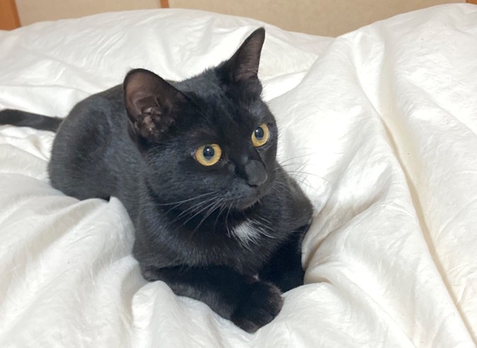 見つめる黒猫