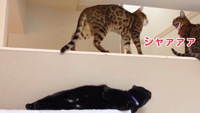 寝転がる猫とその上の段にいる2匹のベンガル