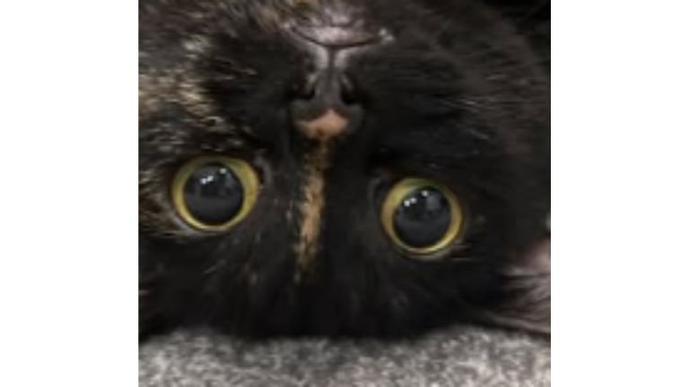猫の顔