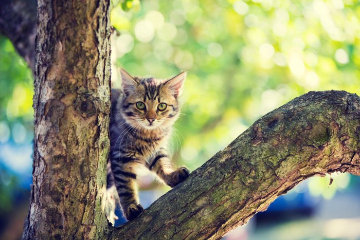 木に登っている猫