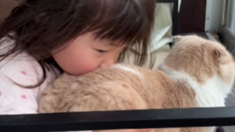 猫と女の子