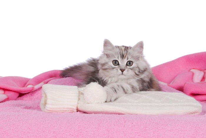 湯たんぽに乗る猫