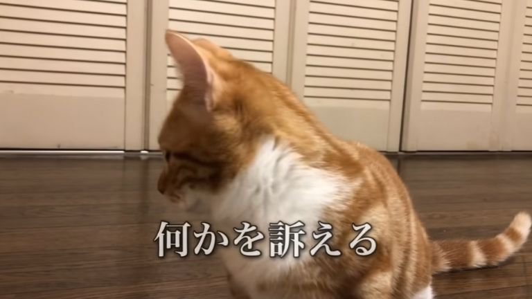 クローゼットを気にする猫