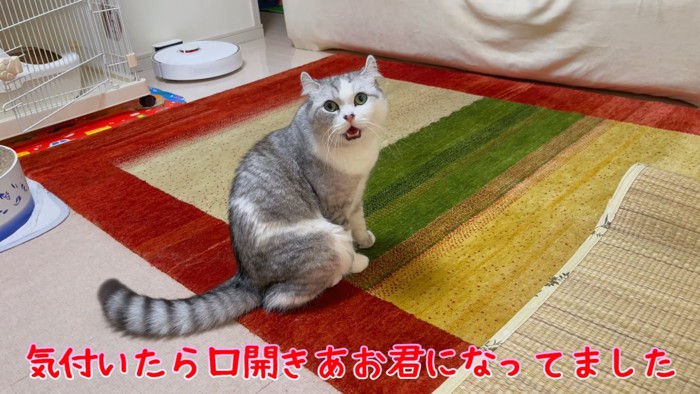 口を開けて座る猫