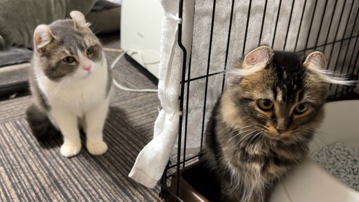 2匹の猫