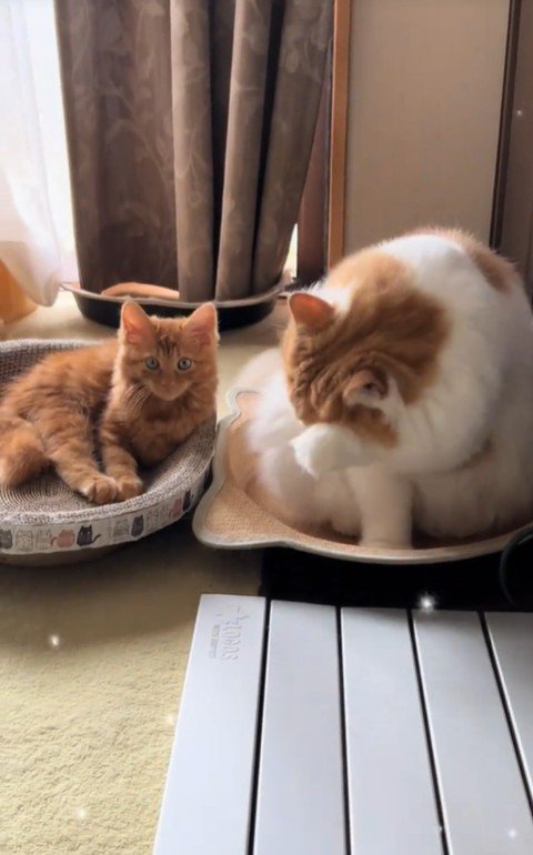 横になっている子猫と毛づくろいをしている猫