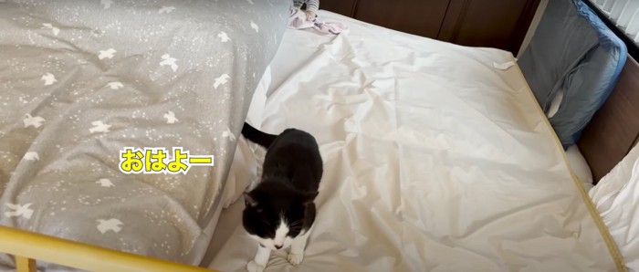 ベッドの上にいる猫