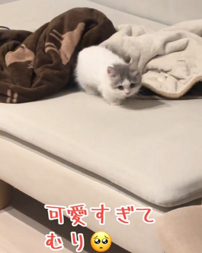 歩き出す猫