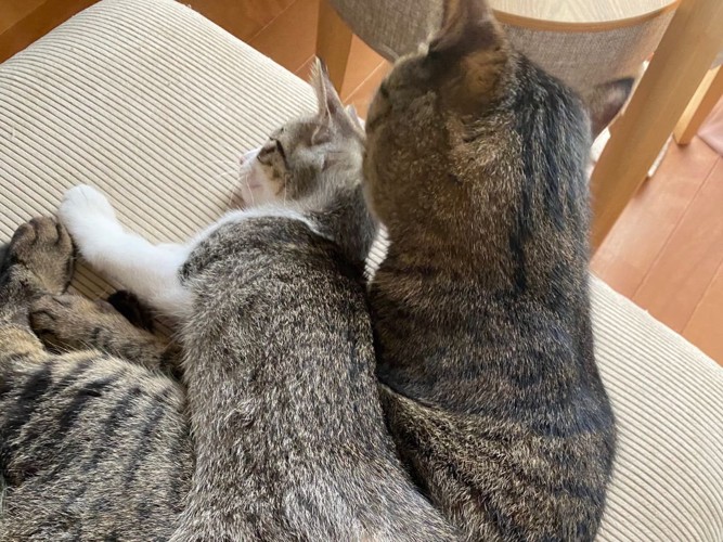 子猫と成猫