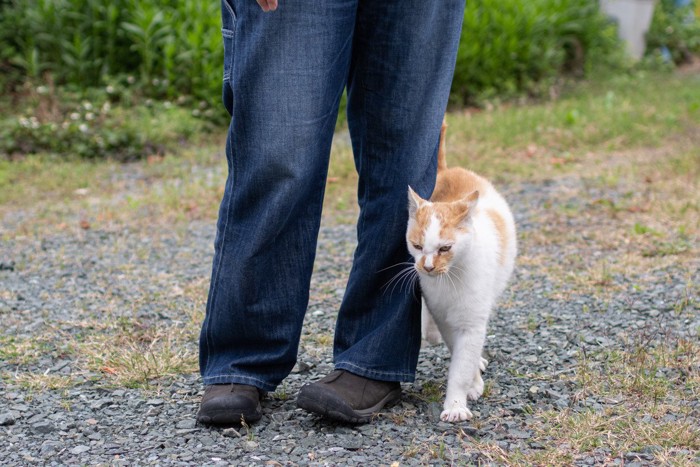 足元にすり寄る猫