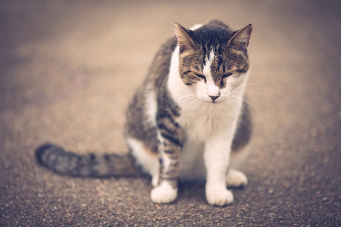 道端に座り込む猫