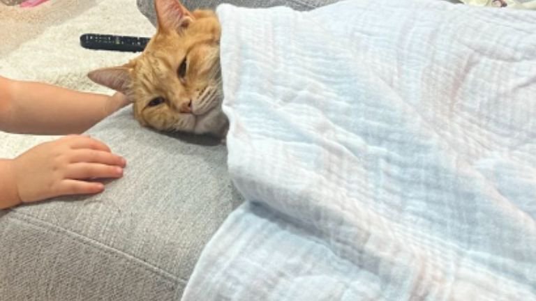 寝ている猫