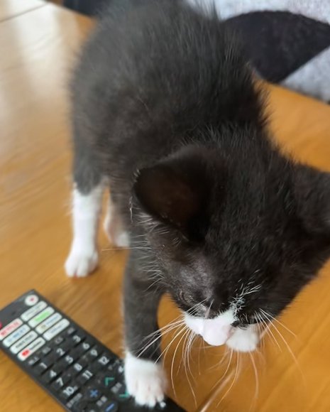 リモコンの上に前脚を乗せて立ち上がる猫