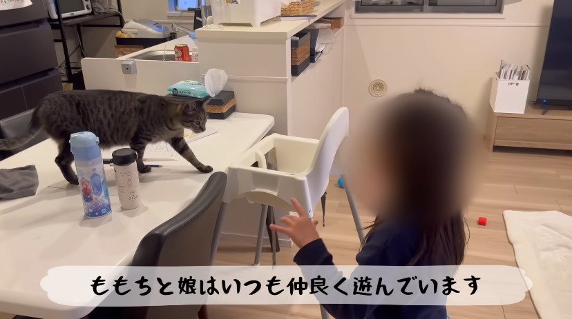 テーブル上を歩く猫