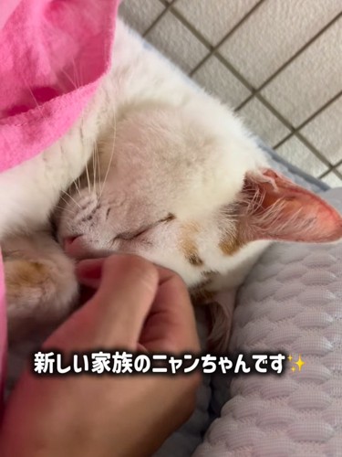 人の手におでこをつける猫