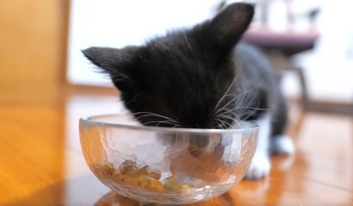 カリカリを食べる子猫（正面）