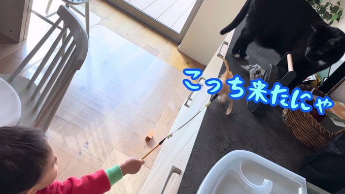 テロップ「こっち来た」