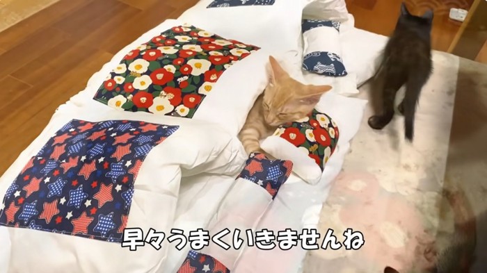 猫用のお布団で寝る茶トラの子猫と使ってくれない子猫