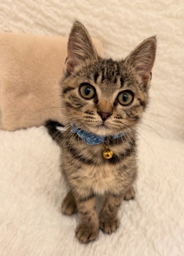 子猫
