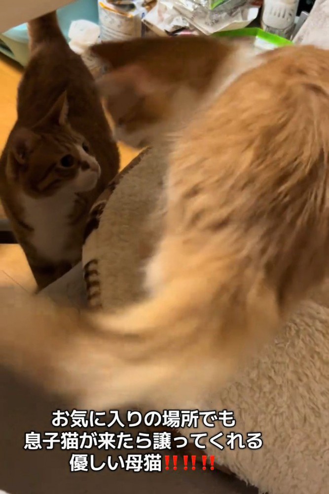 見上げる猫と立つ猫