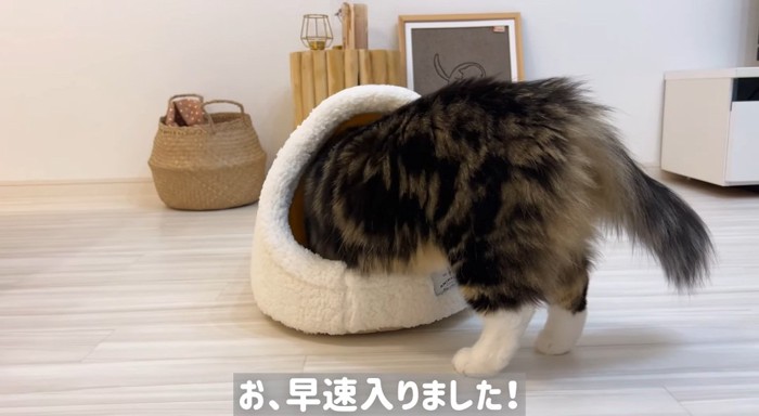 ベッドに入る猫