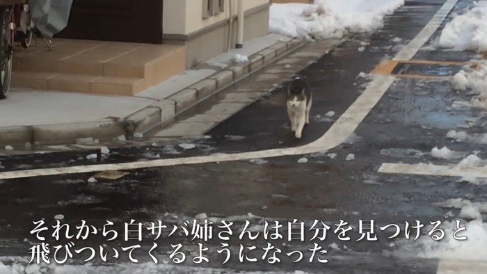 遠くからやってくる猫