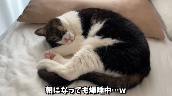 寝ている猫