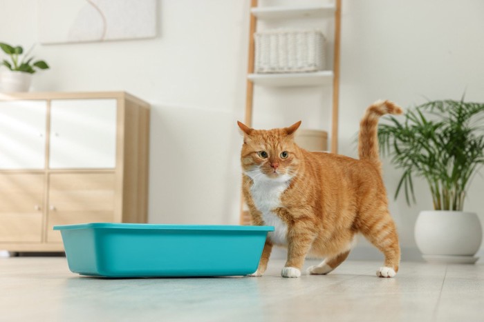 トイレの前に立っている猫