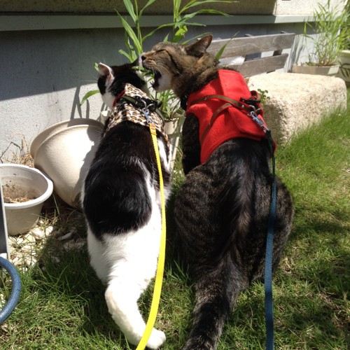 左白黒猫と右赤いベストのキジトラ猫