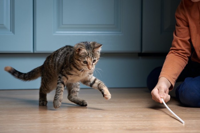 猫じゃらしで飼い主と遊ぶ猫