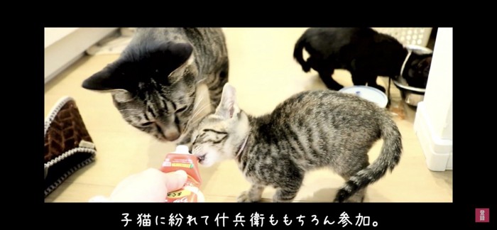 おやつを食べる成猫と子猫