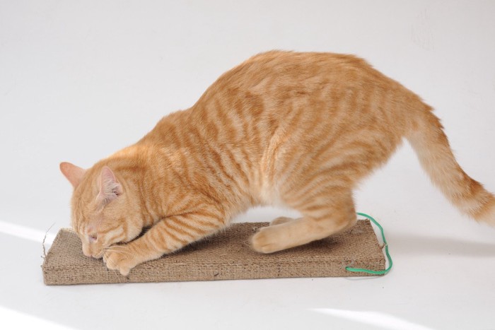 爪とぎする猫