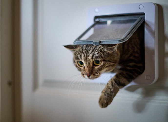 猫ドアから入る猫