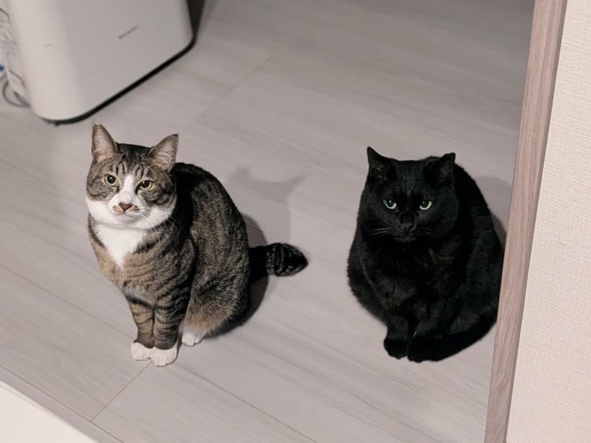 並んで座って飼い主を見上げる2匹の猫