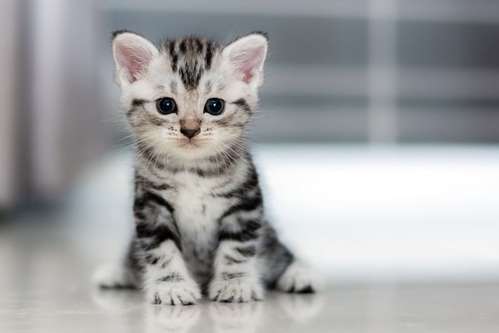 お座りするアメショーの子猫