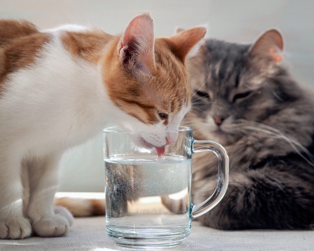 コップで水を飲む猫